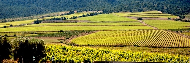 murcia_agricultura.jpg