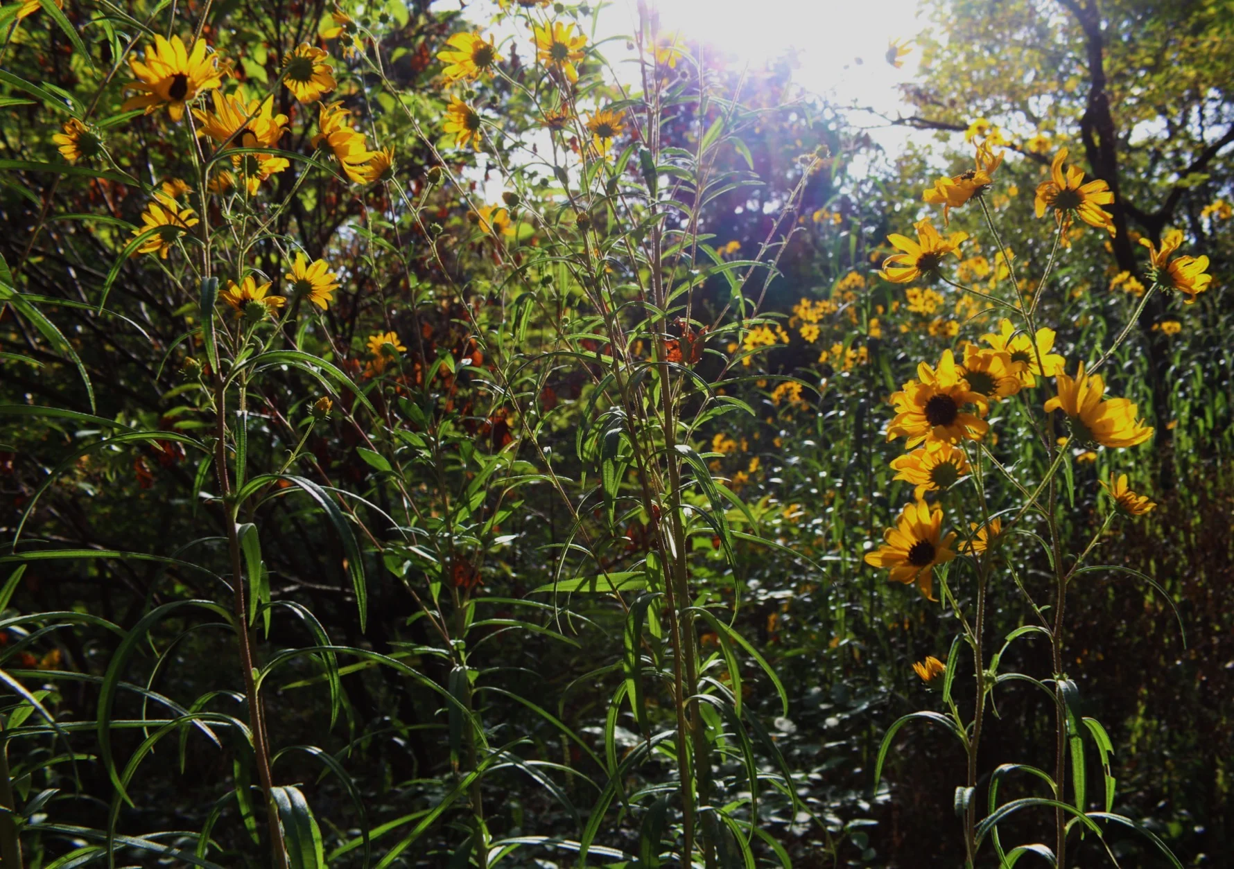 A Calm Mind is a Clear Mind... Find Yours