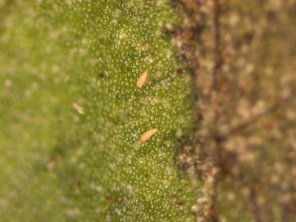 Russet Mites — Cannabis Horticultural Association
