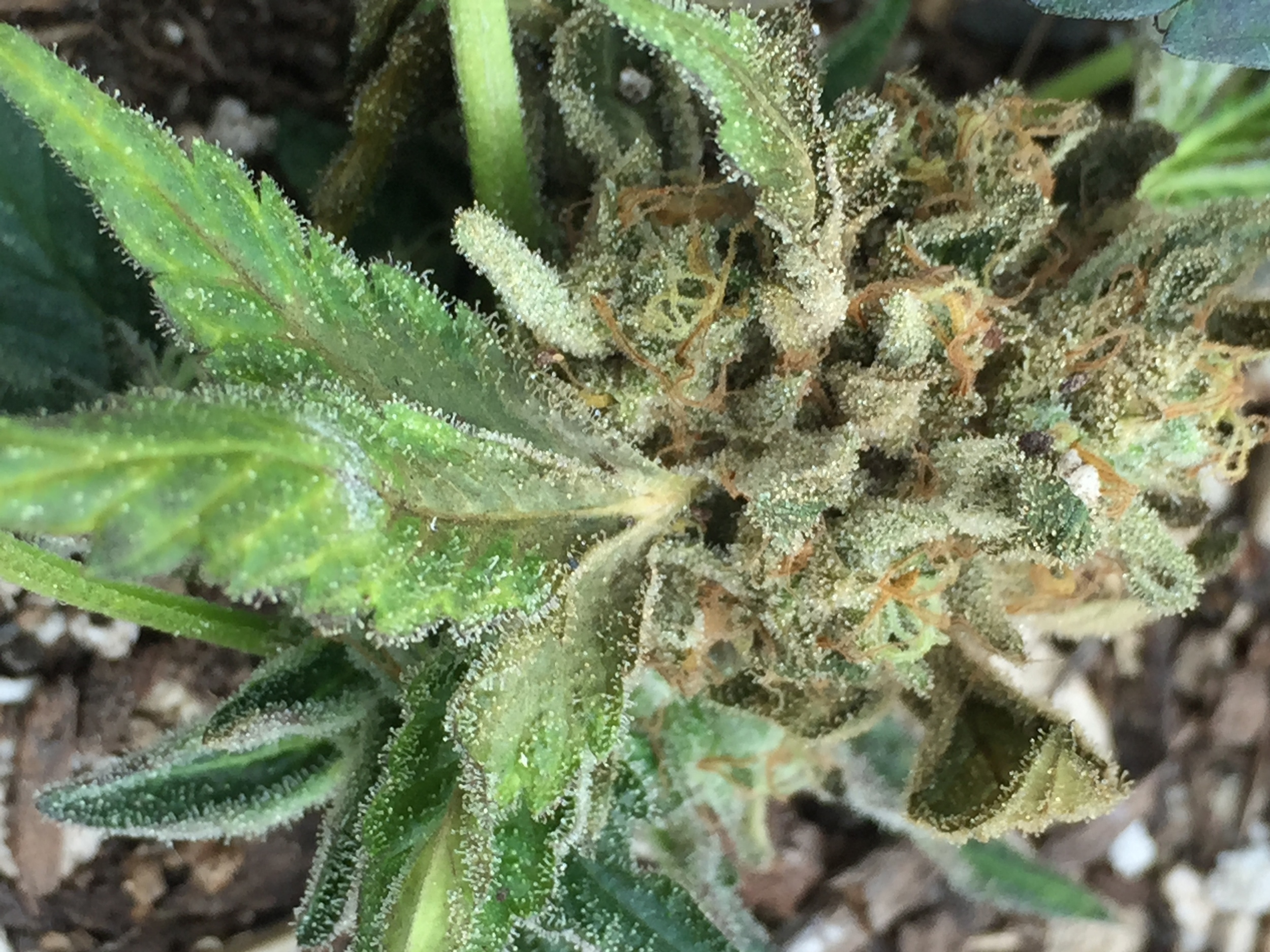 Gray Mold — Cannabis Horticultural Association