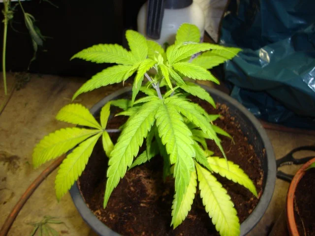 Nitrogen Deficiency