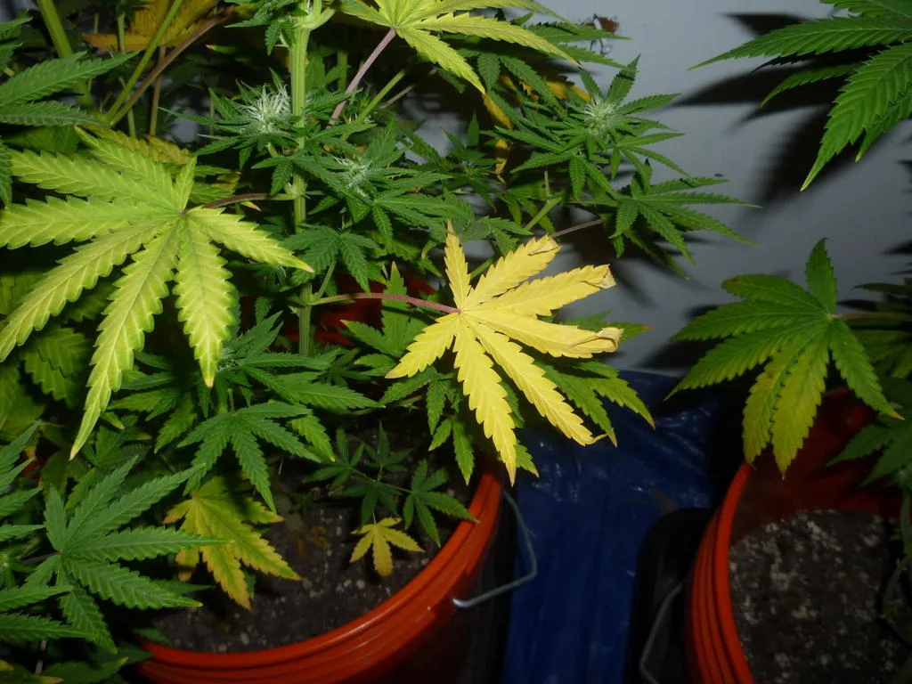 Nitrogen Deficiency