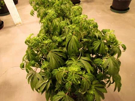 Overwatered Plant (Photo courtesy of GrowWeedEasy.com )