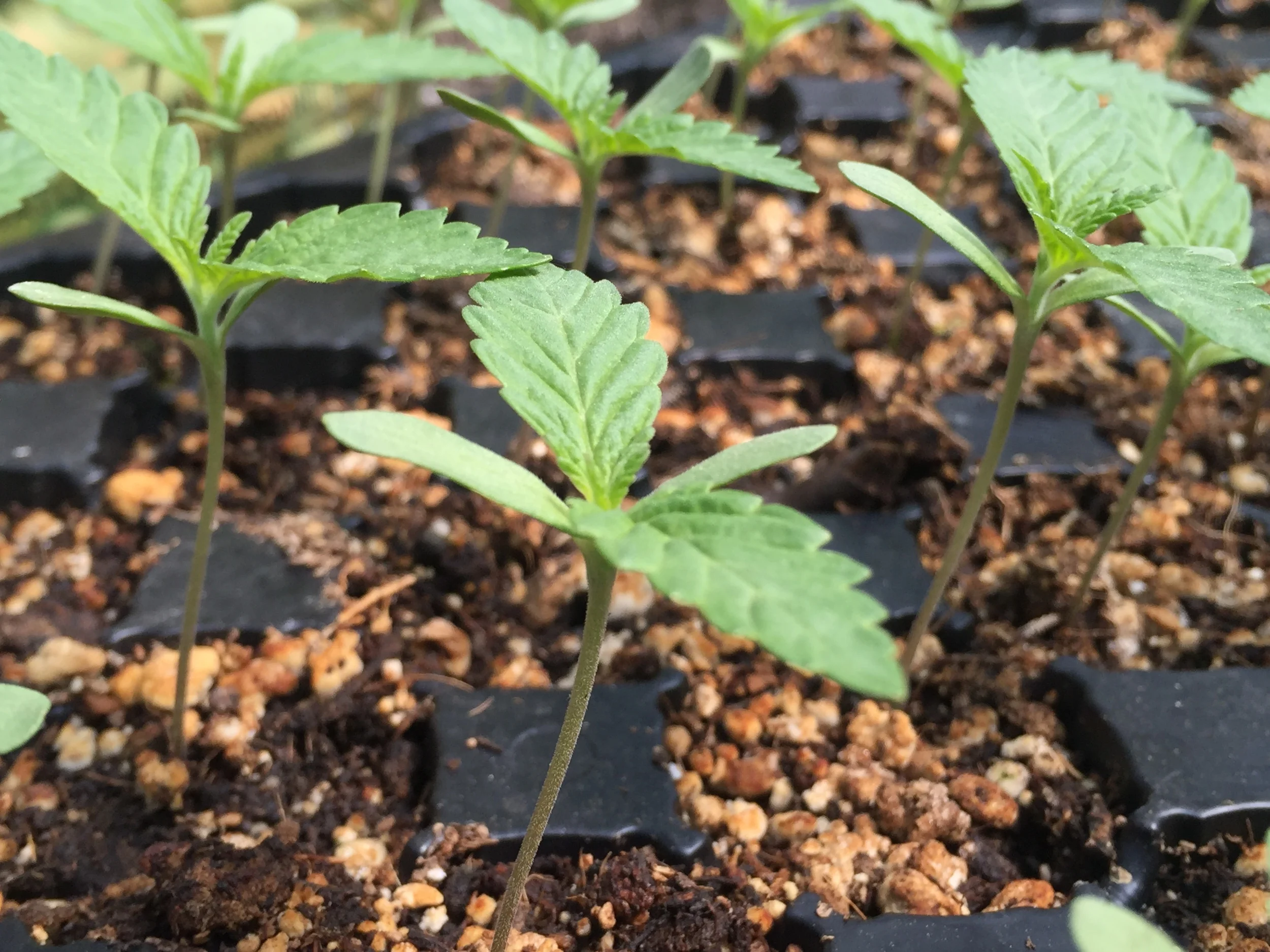 Young Seedlings (Photo courtesy of Cannabis Horticultural Association)