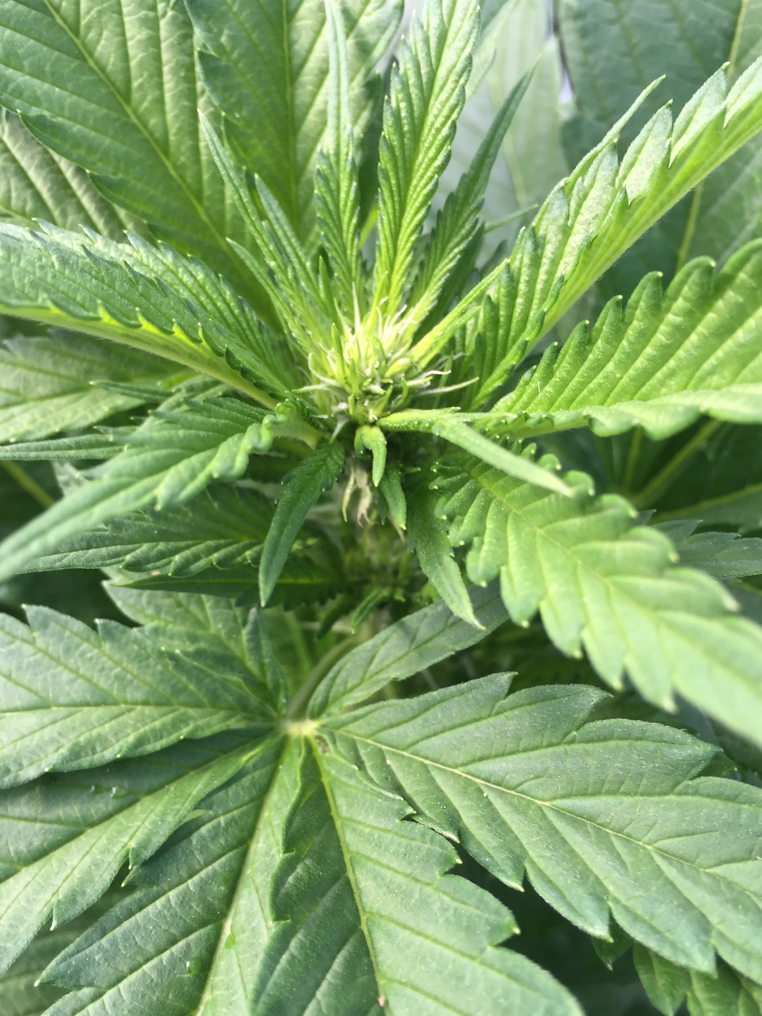 Female plant between week 2-3 of flowering (Photo courtesy of Cannabis Horticultural Association)