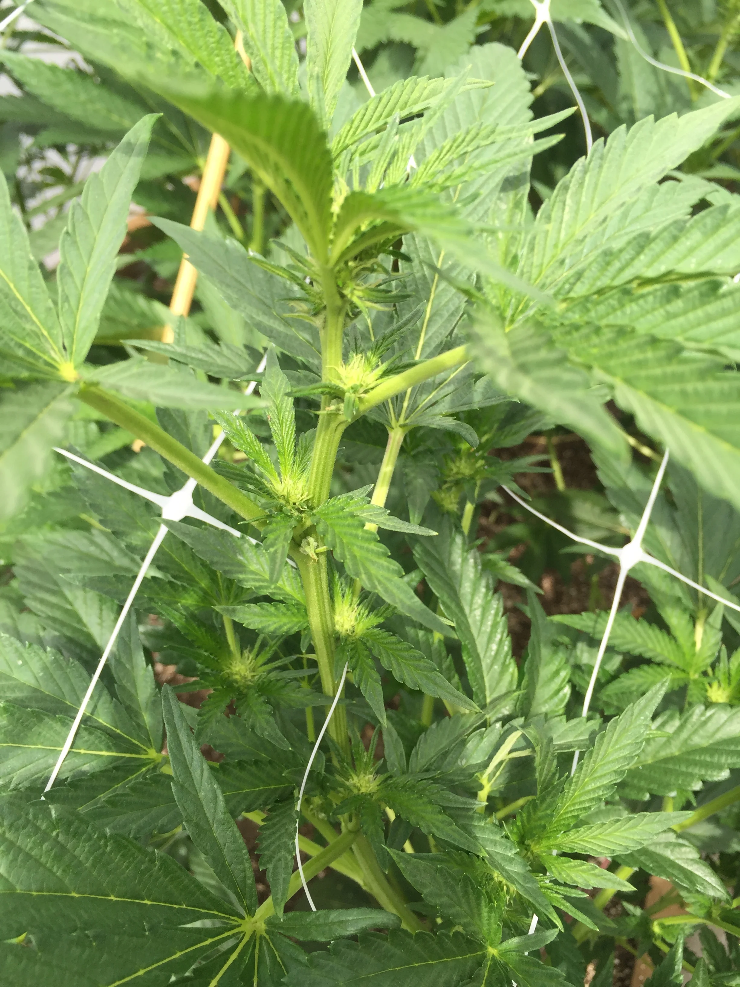 Female plant between week 2-3 of flowering (Photo courtesy of Cannabis Horticultural Association)