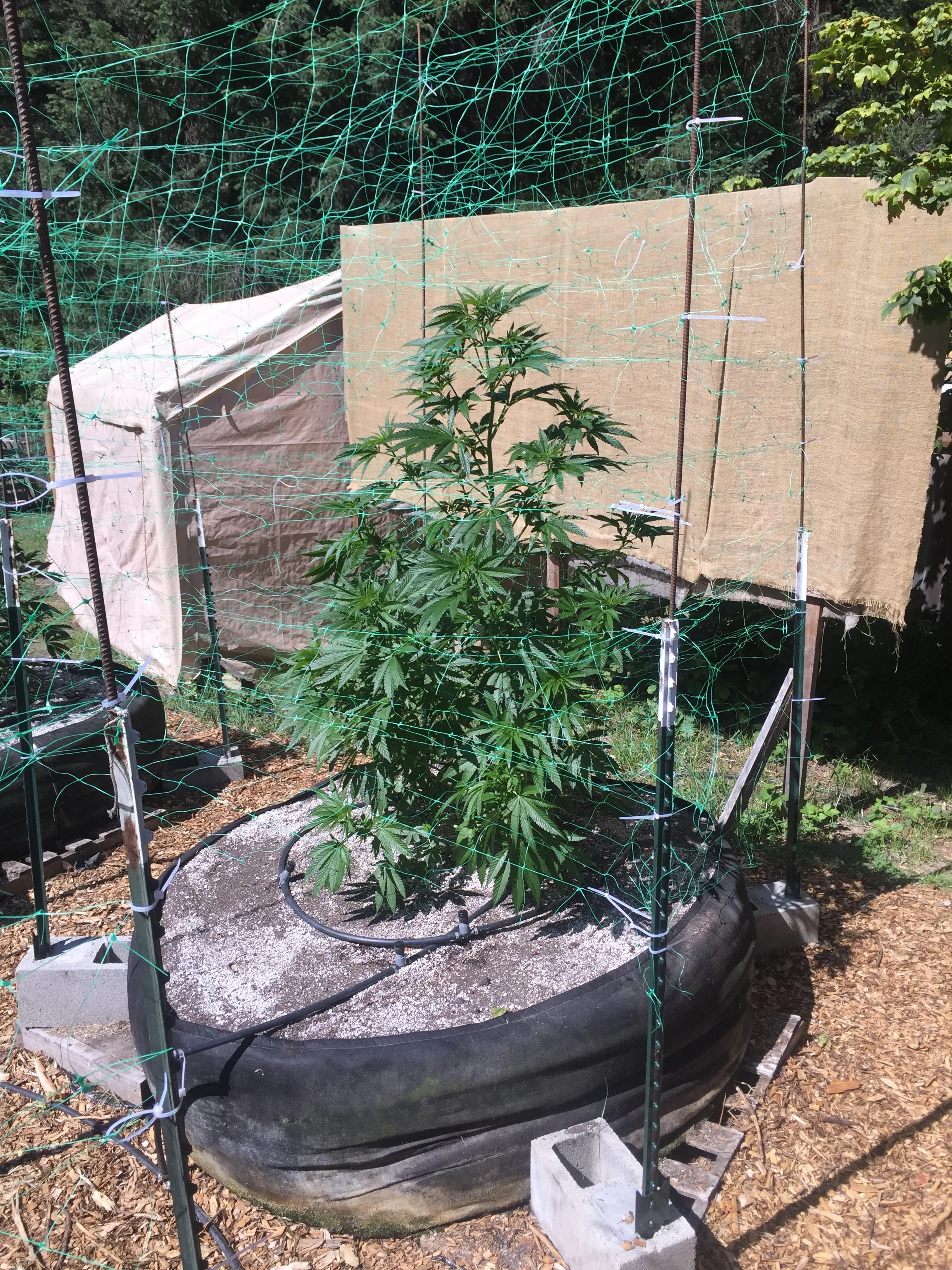 May (Photo courtesy of Cannabis Horticultural Association)