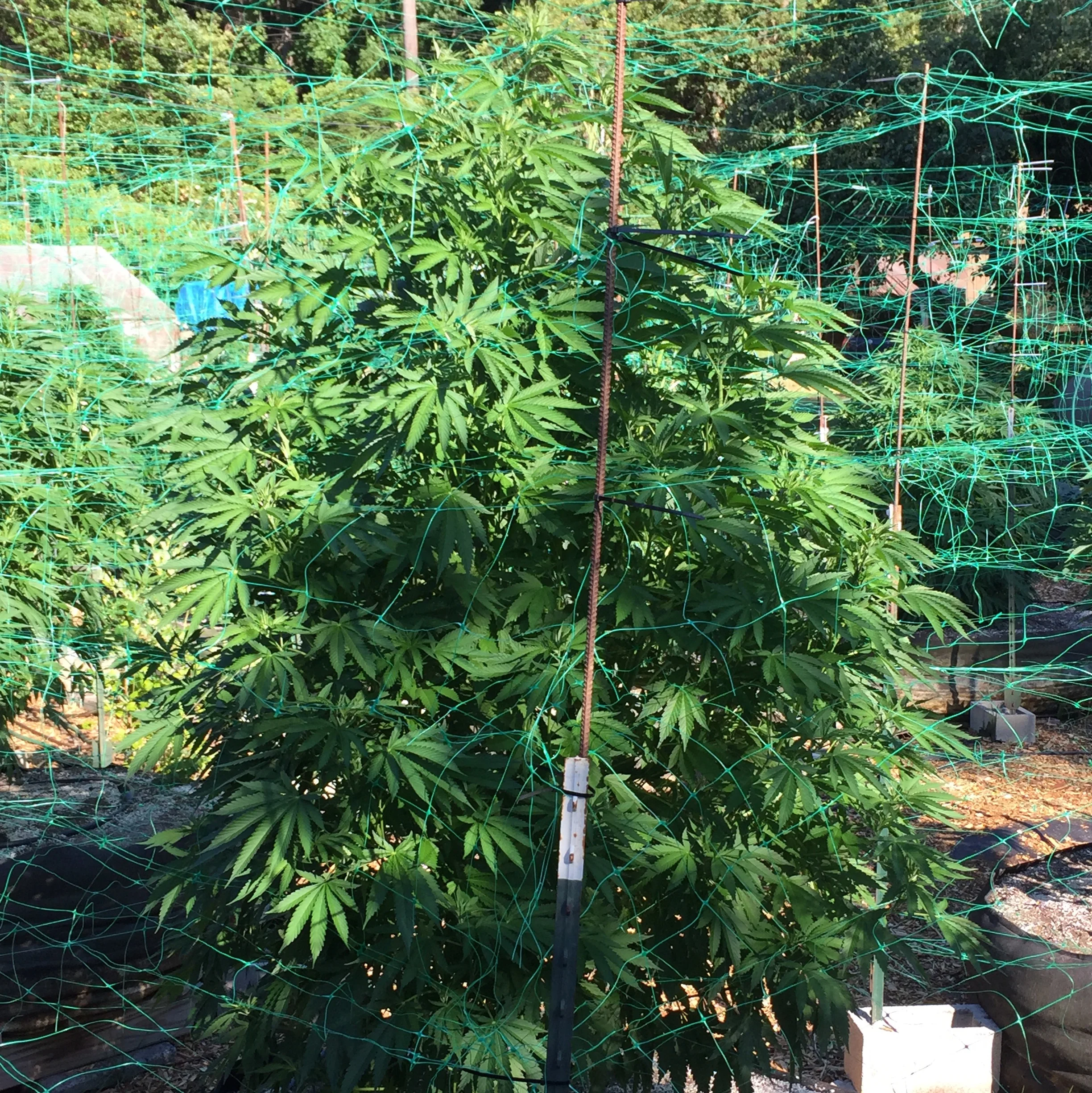 June (Photo courtesy of Cannabis Horticultural Association)