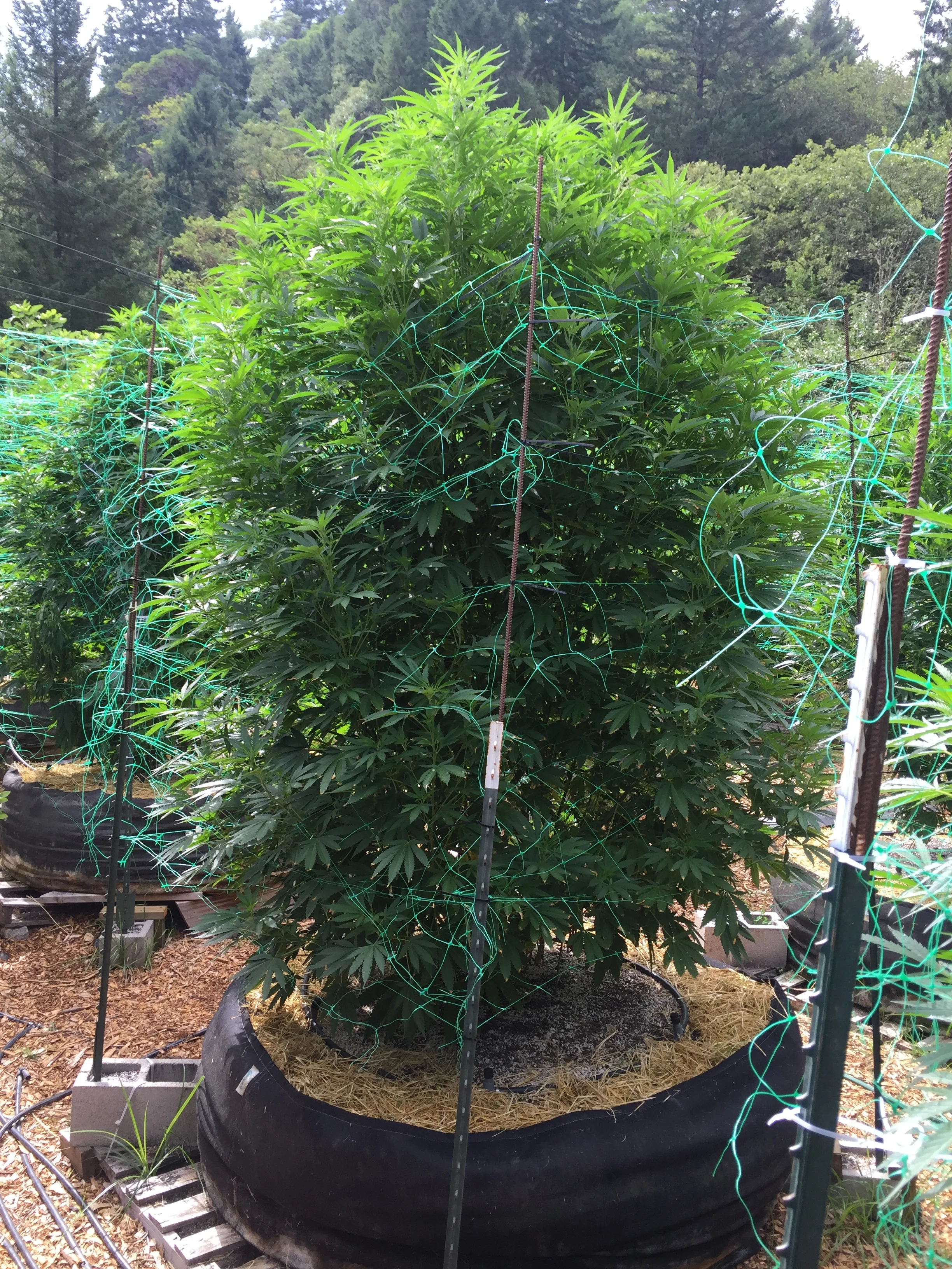 July (Photo courtesy of Cannabis Horticultural Association)
