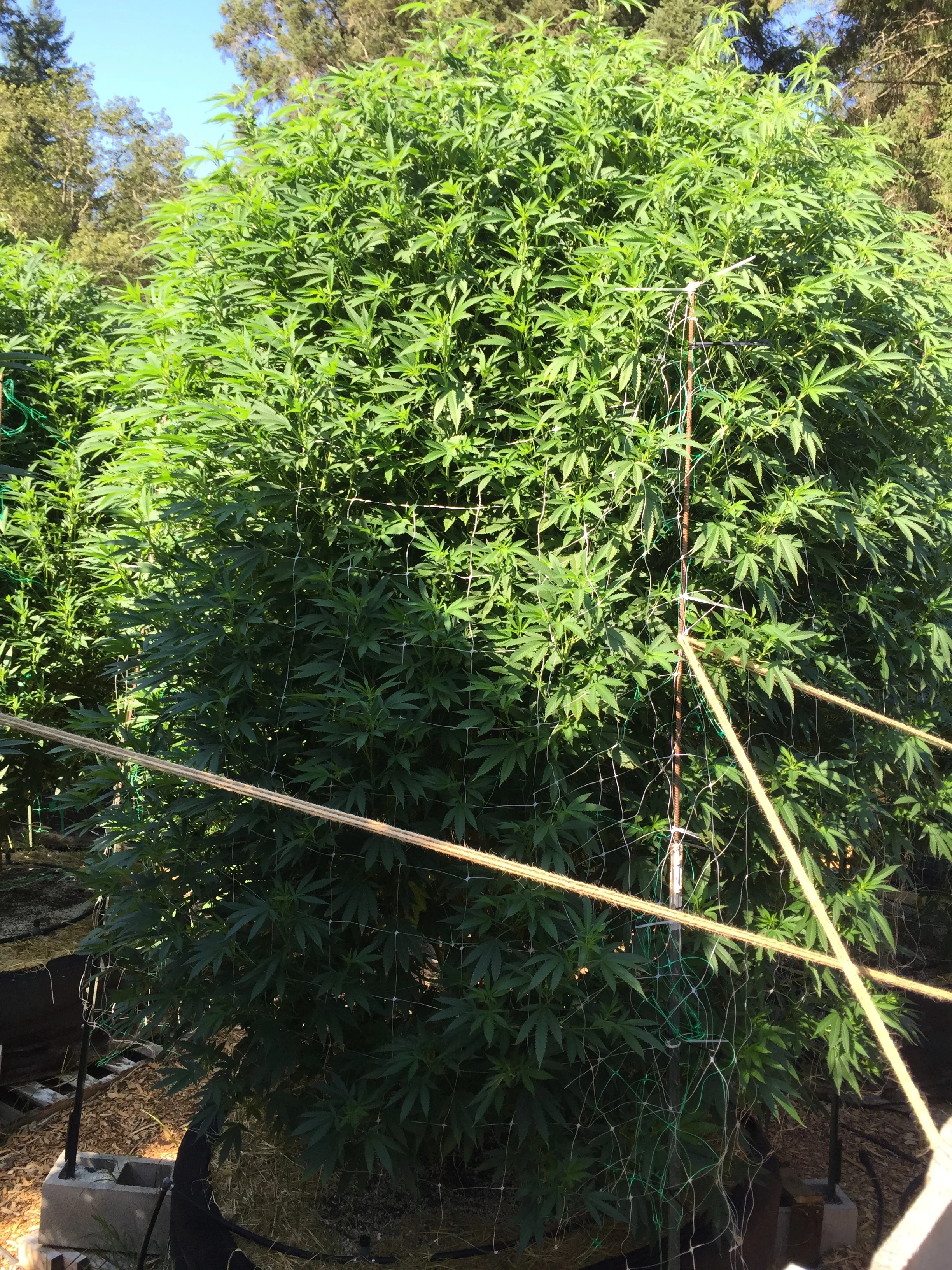 August (Photo courtesy of Cannabis Horticultural Association)