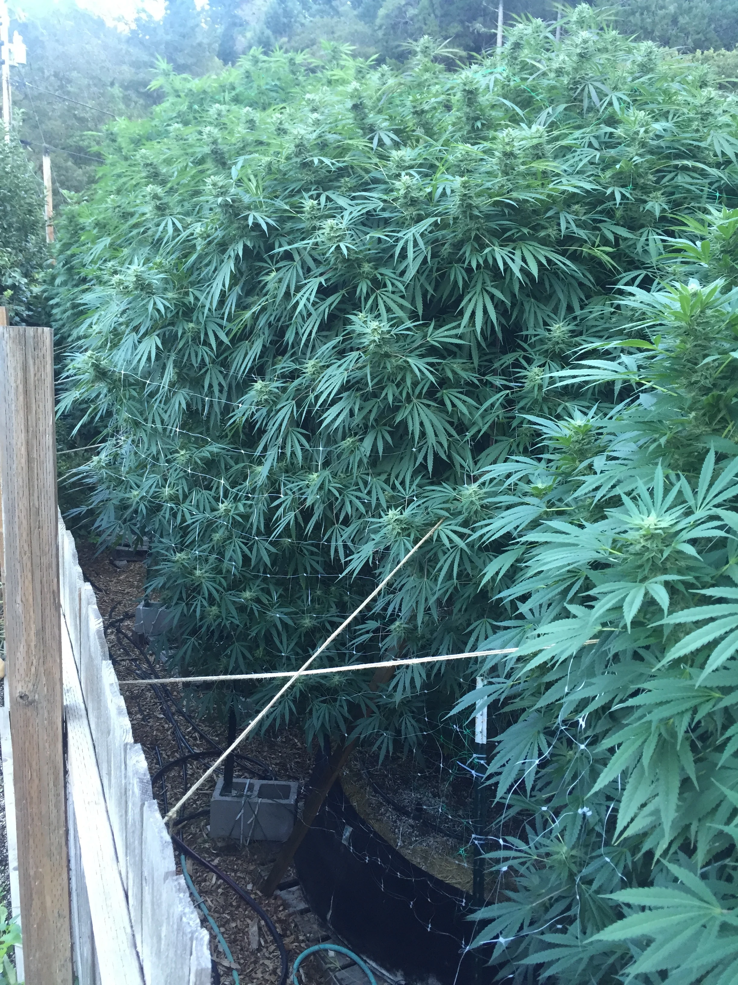 September (Photo courtesy of Cannabis Horticultural Association)