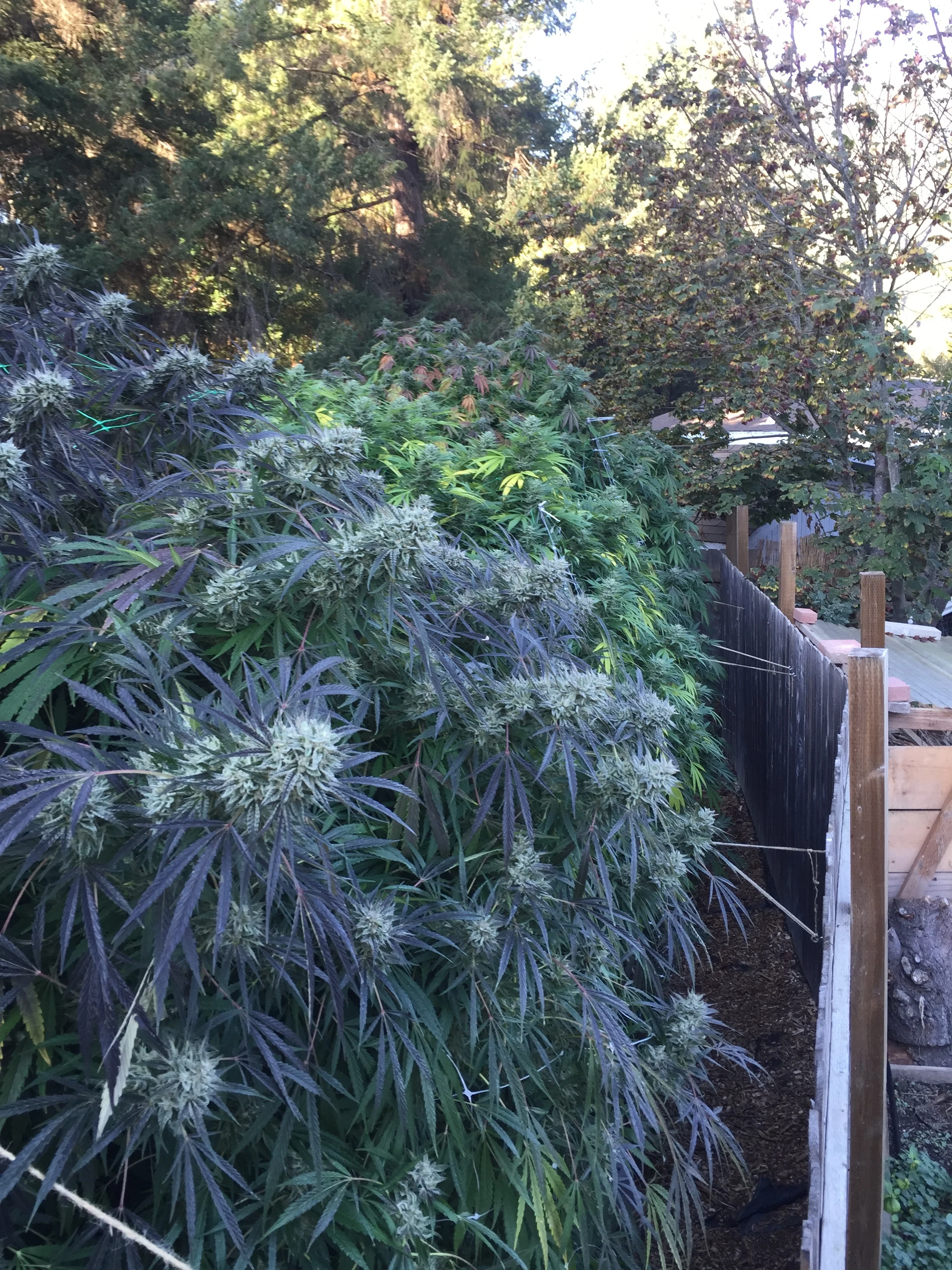 October (Photo courtesy of Cannabis Horticultural Association)