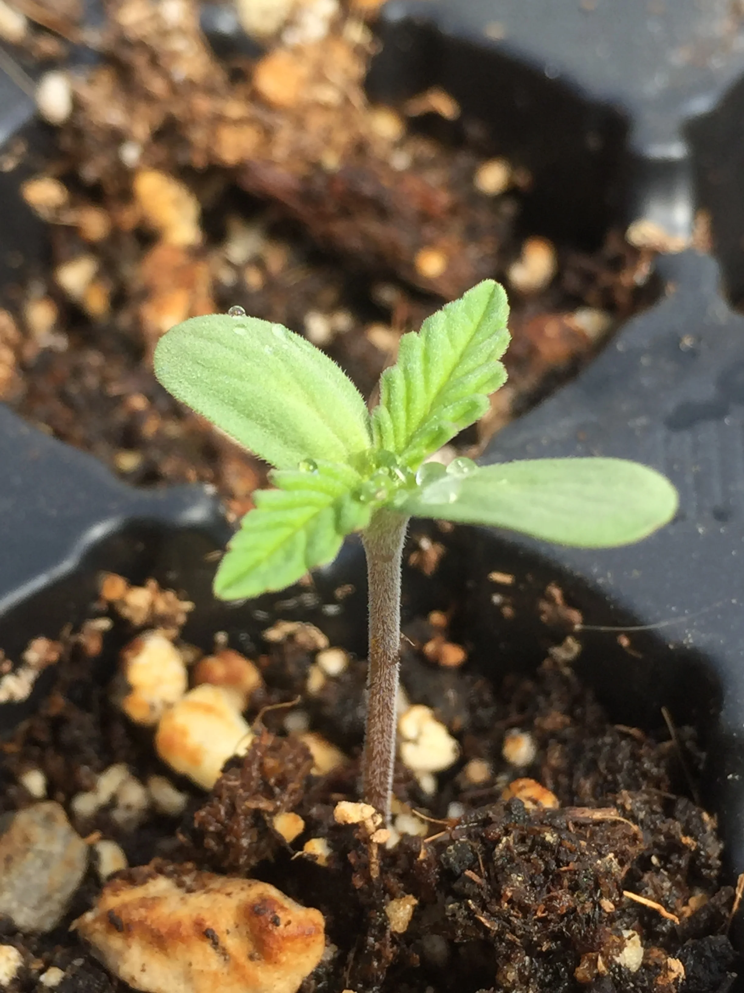 Young Seedling (Photo courtesy of Cannabis Horticultural Association)