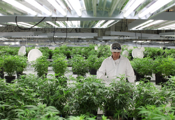Vegetative plants under T5 lighting. (Photo courtesy of CannaPro)