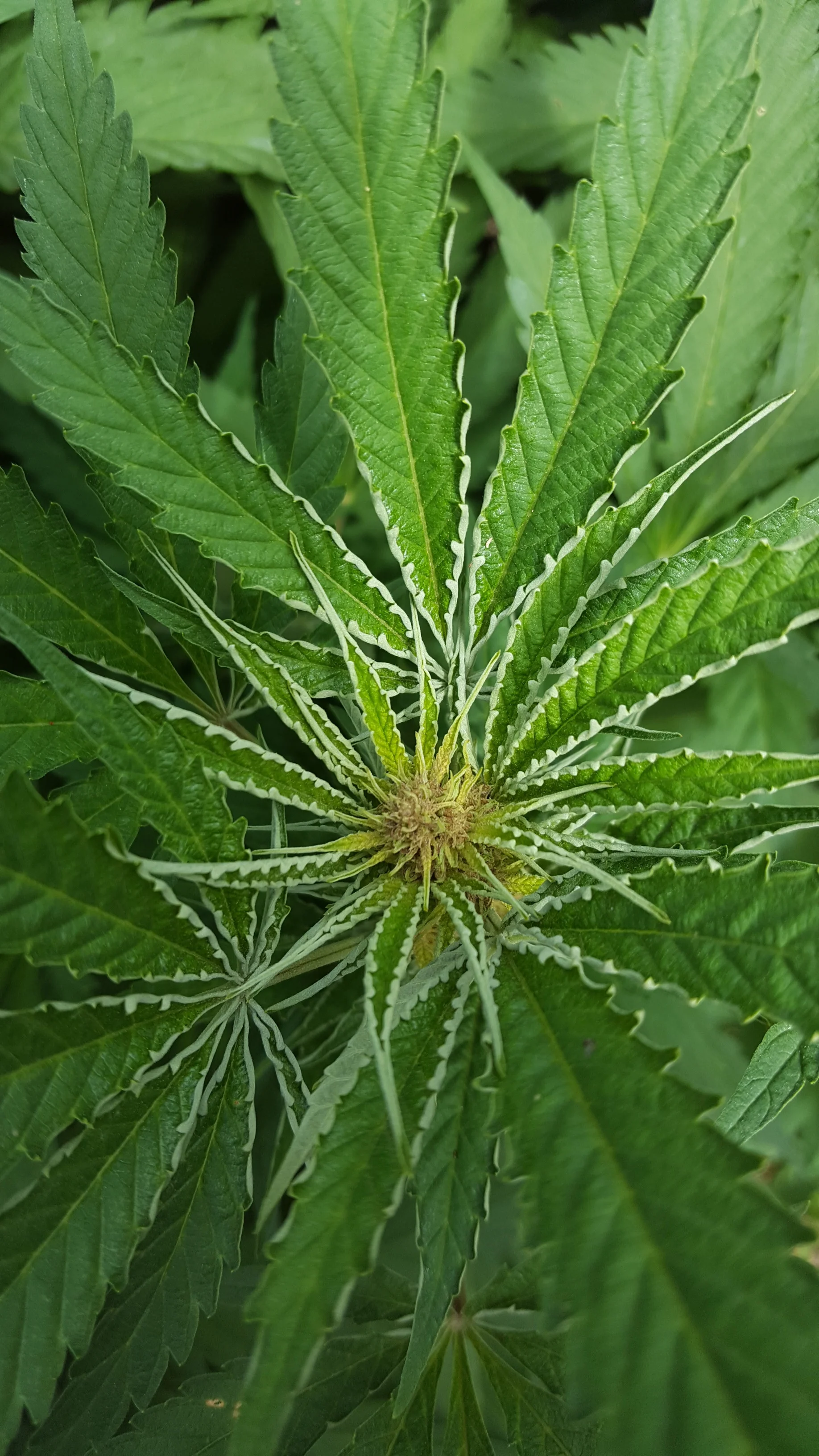 Russet Mites — Cannabis Horticultural Association