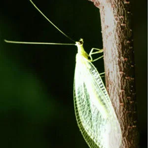 GreenLacewing.jpg