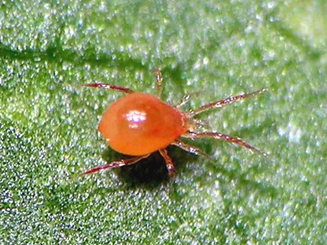 Phytoseiulus persimilis.jpg