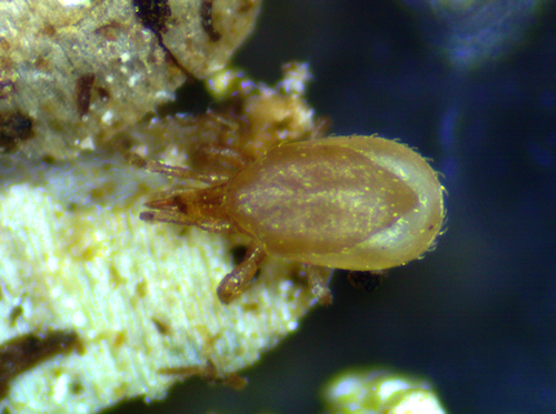 STRATIOLAELAPS SCIMITUS.png