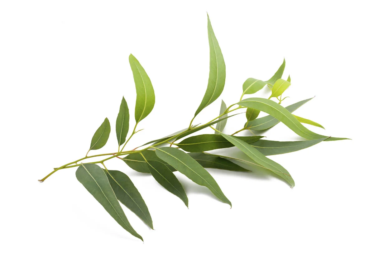 Eucalyptus.jpg