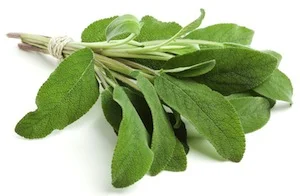 Geranium.jpg