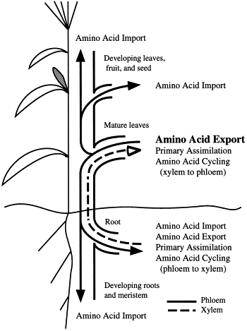 Fig. 1. Schematic representation of amino acid transport between the sites of primary nitrogen assimilation and the import-dependent tissues. Amino acids synthesized in the root from inorganic forms of nitrogen or symbiotic relationships are transported to mature leaf tissue in the xylem. Amino acids synthesized in the leaf after primary assimilation, or arriving from the root in the xylem, are transported out of the leaf in the phloem to satisfy the needs of heterotrophic sinks. Import-dependent tissues include developing leaves, roots, cortical cells in the stem, seed and fruits, and apical meristems. D.R. Bush, in: Singh, B.K. (Ed.), Plant Amino Acids: Biochemistry and Biotechnology, Marcel Dekker, New York, 1999, pp. 305–318