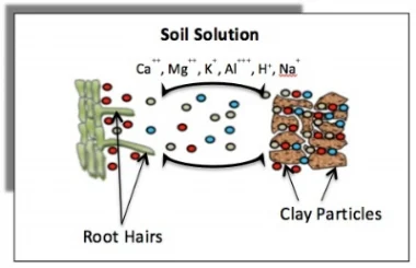 cation exchange capacity.jpg