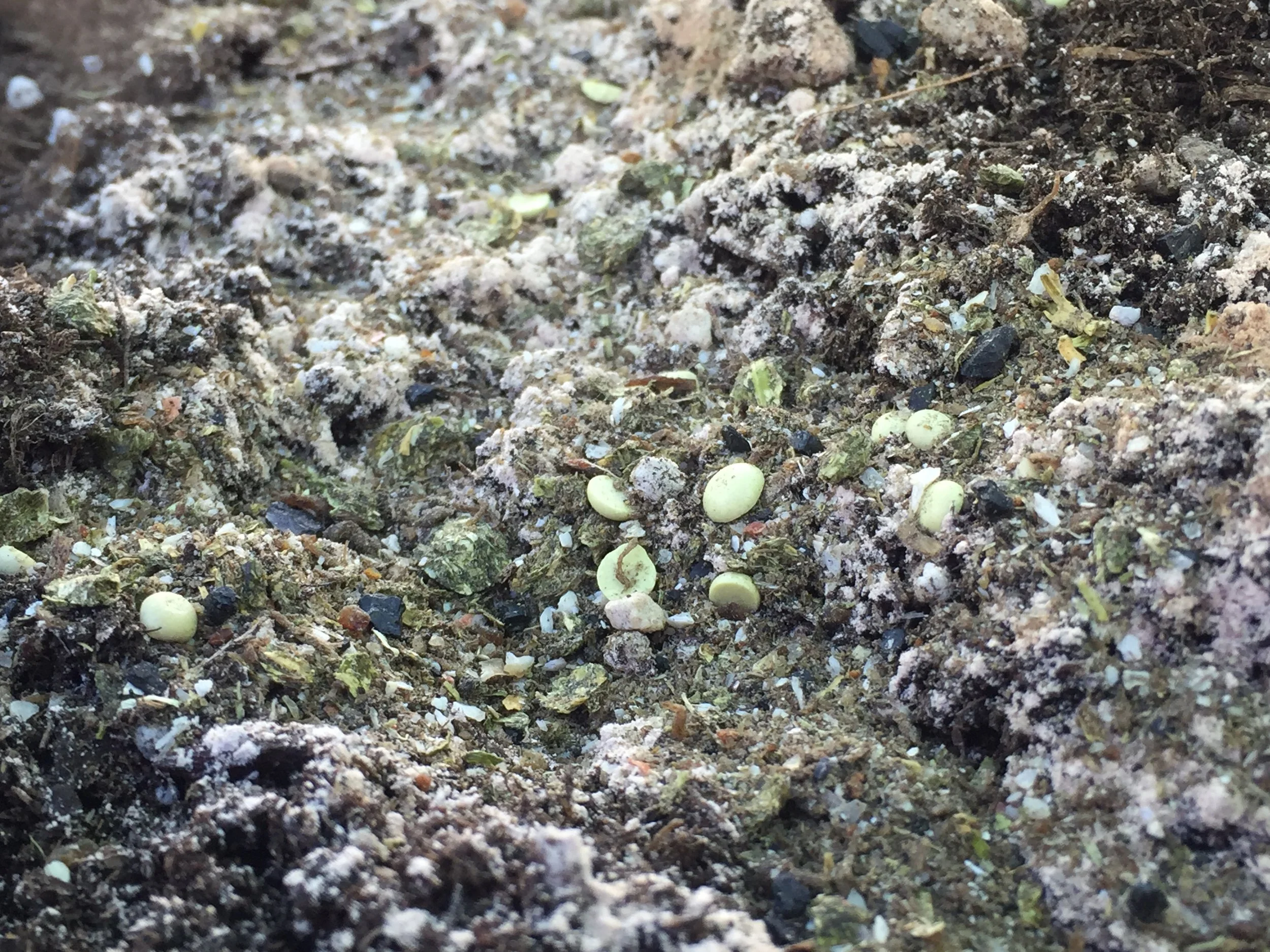 Azomite, Iron, Sulfur and Dr. Earth round out this farmers addition to his soil chemistry profile