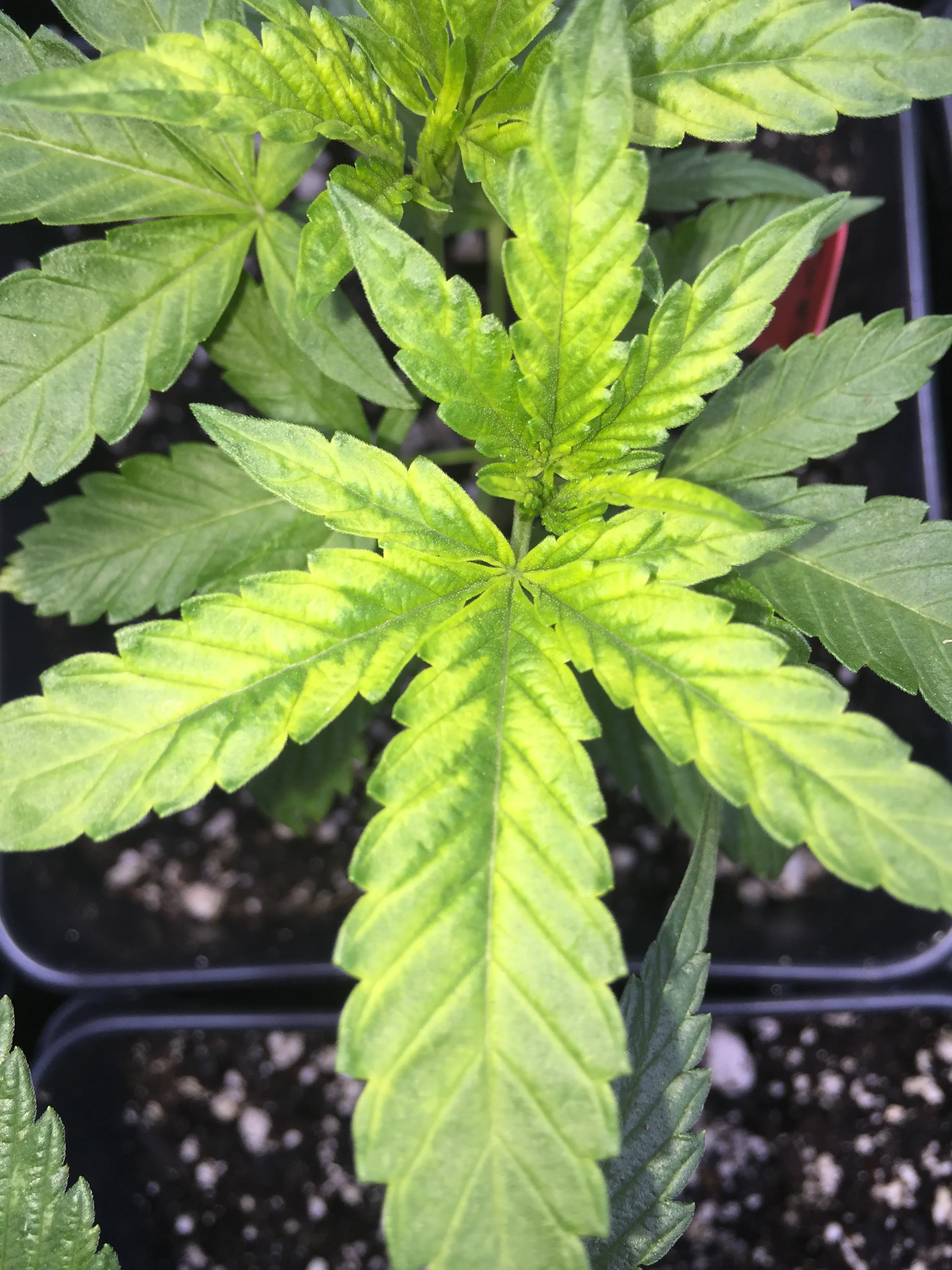 Iron Deficiency from elevated soil pH.