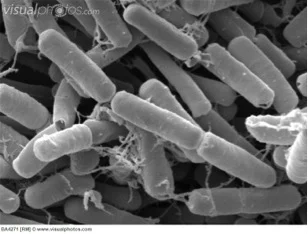 Bacillus thuringiensis.jpg