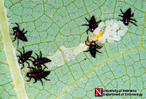 Newly hatched lady beetle larvae. Photograph by Jim Kalisch, University of Nebraska, Lincoln.