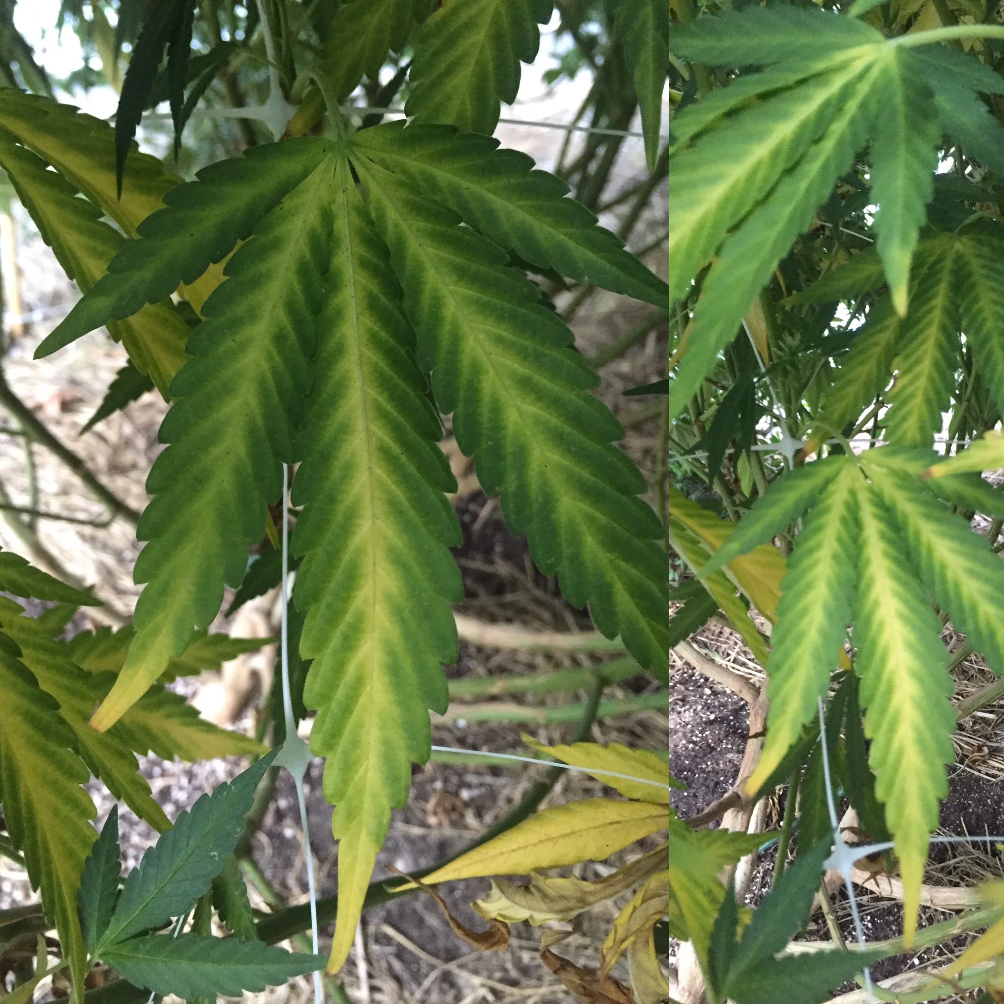 Sulfur deficiency from a highly acidic soil.