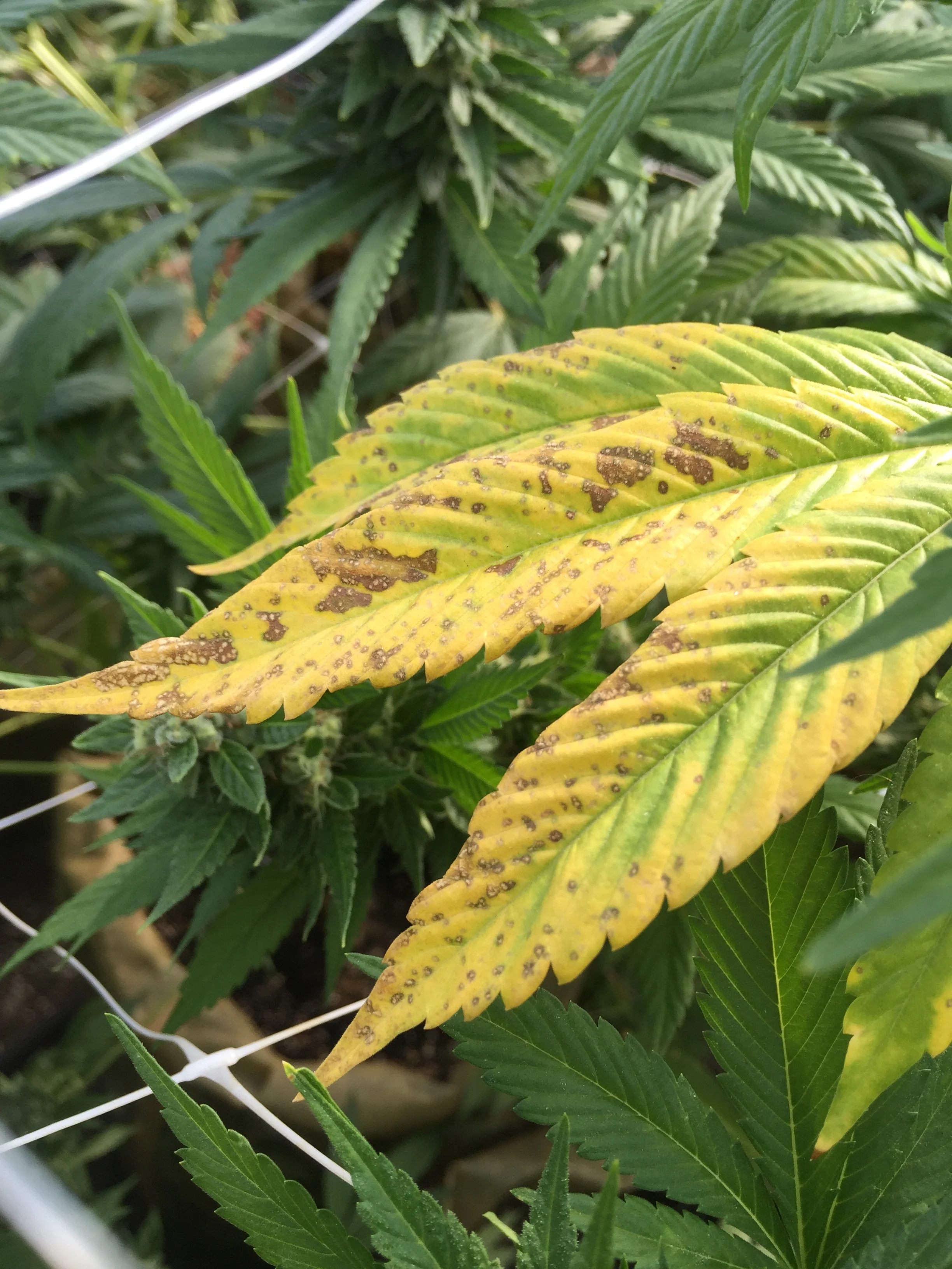 Calcium deficiency in a heavily acidic soil.