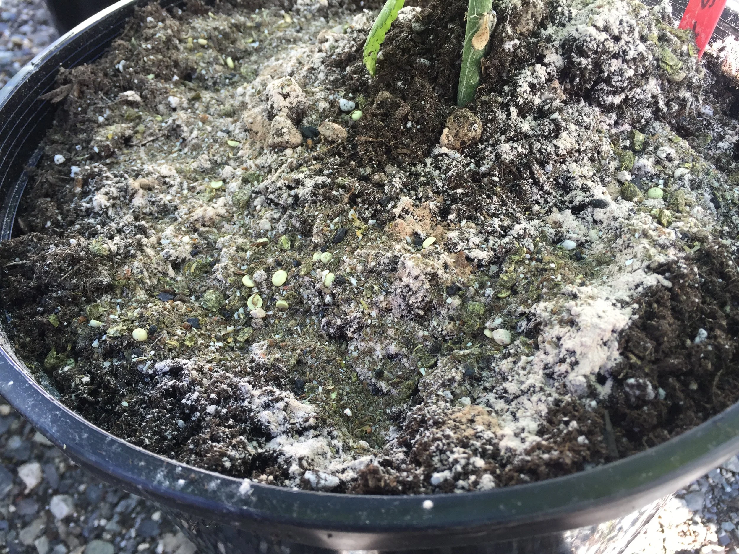 Sulfur prills and other amendments can help plants regulate the soil pH through their root zone.