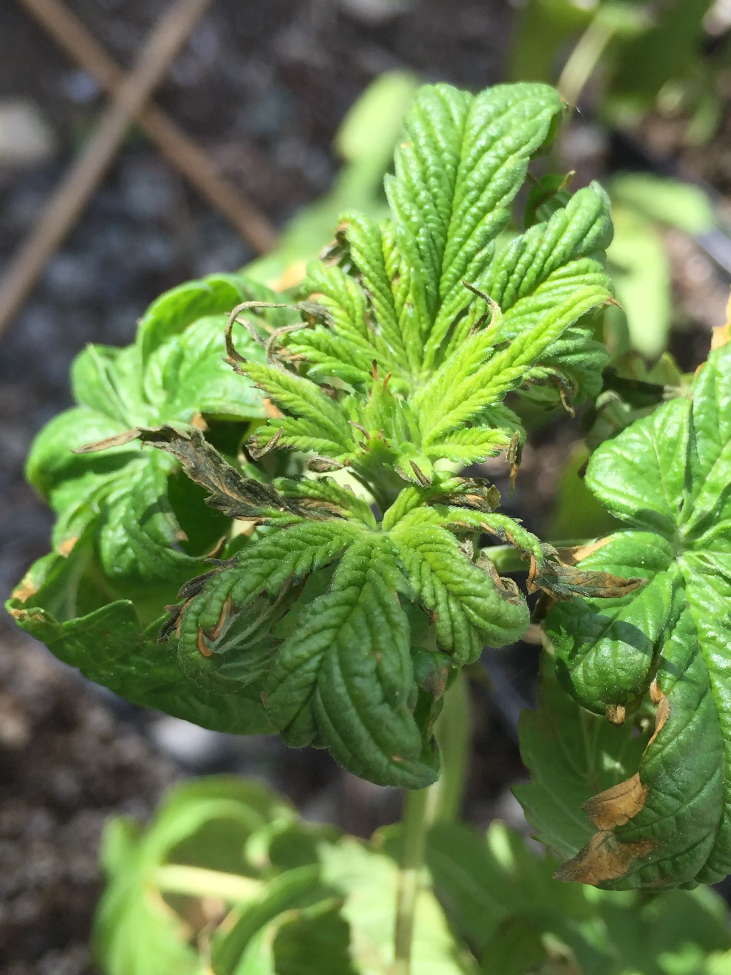 This grower tried to overwatered and overfed to try and compensate for observed deficiency and made matters worse.