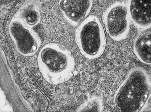 Rhizobacteria are root-colonizing bacteria that form symbiotic relationships with many plants. The name comes from the Greek rhiza, meaning root. Though parasitic varieties of rhizobacteria exist, the term usually refers to bacteria that form a relationship beneficial for both parties (mutualism).