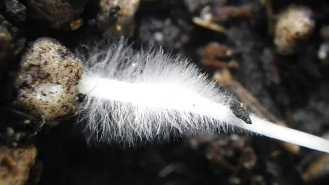 Fungal hyphae growing on root. Photo by TeaLab