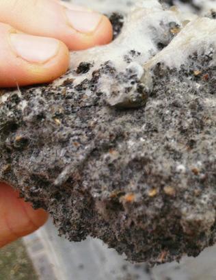 Fungal innoculation of compost. Photo by: TeaLab