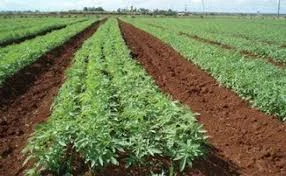 Photo courtesy of HempInc.com