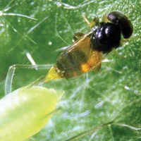 Aphid Parasite - aphelinus abdominalis.jpg