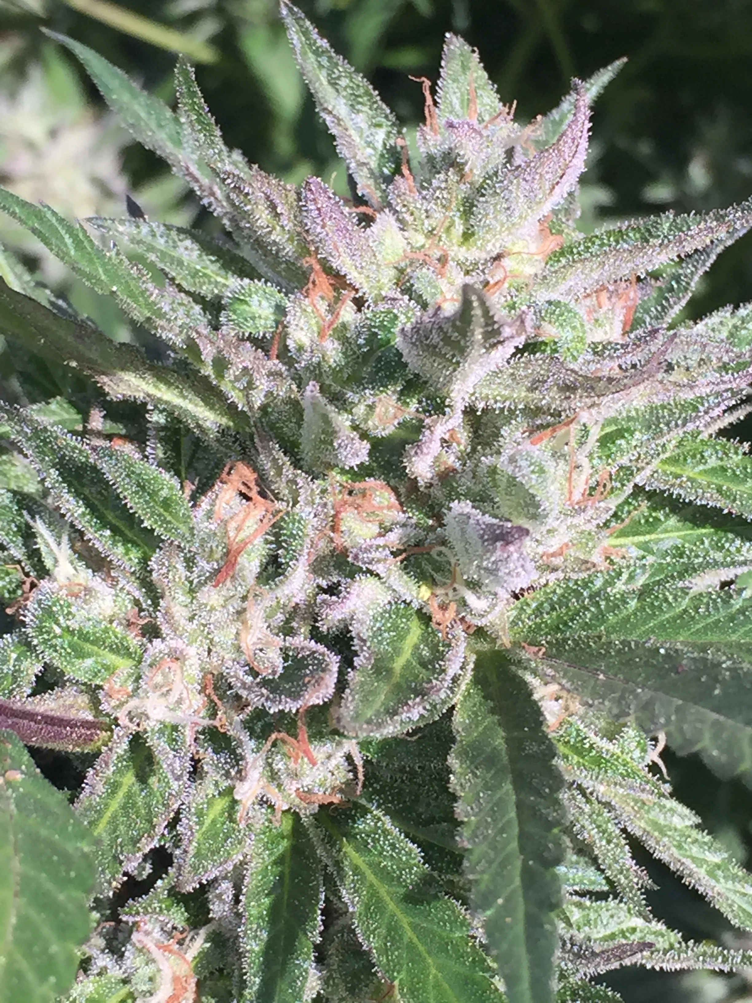 Clean, Pesticide Free High-Grade Cannabis