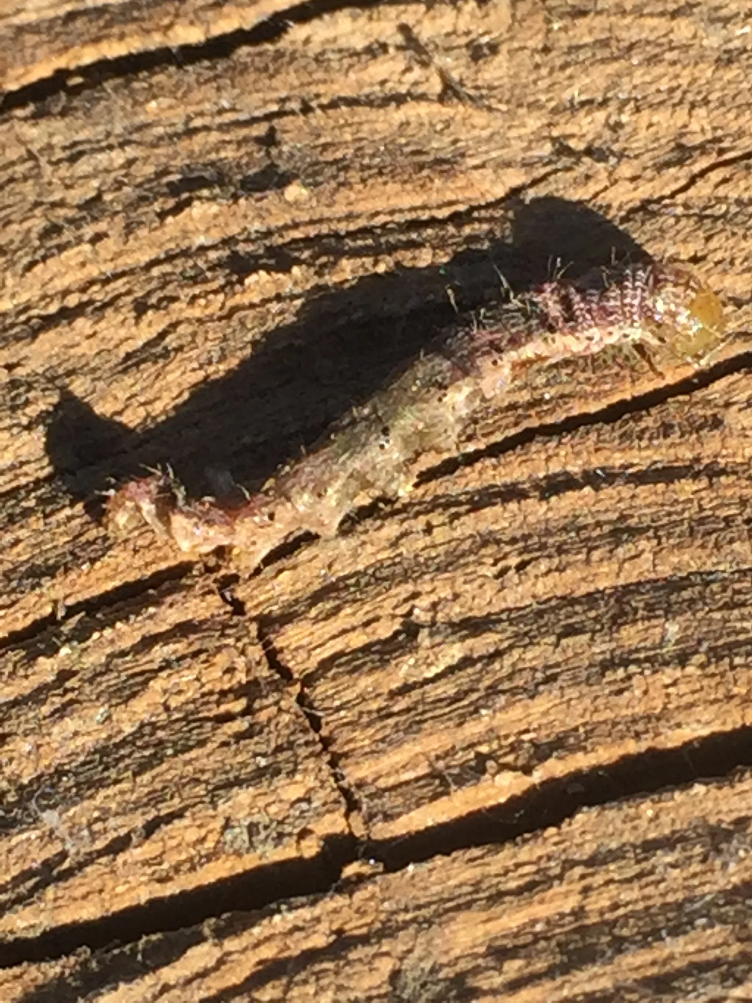 Caterpillar Killed by Biocontrol Bt