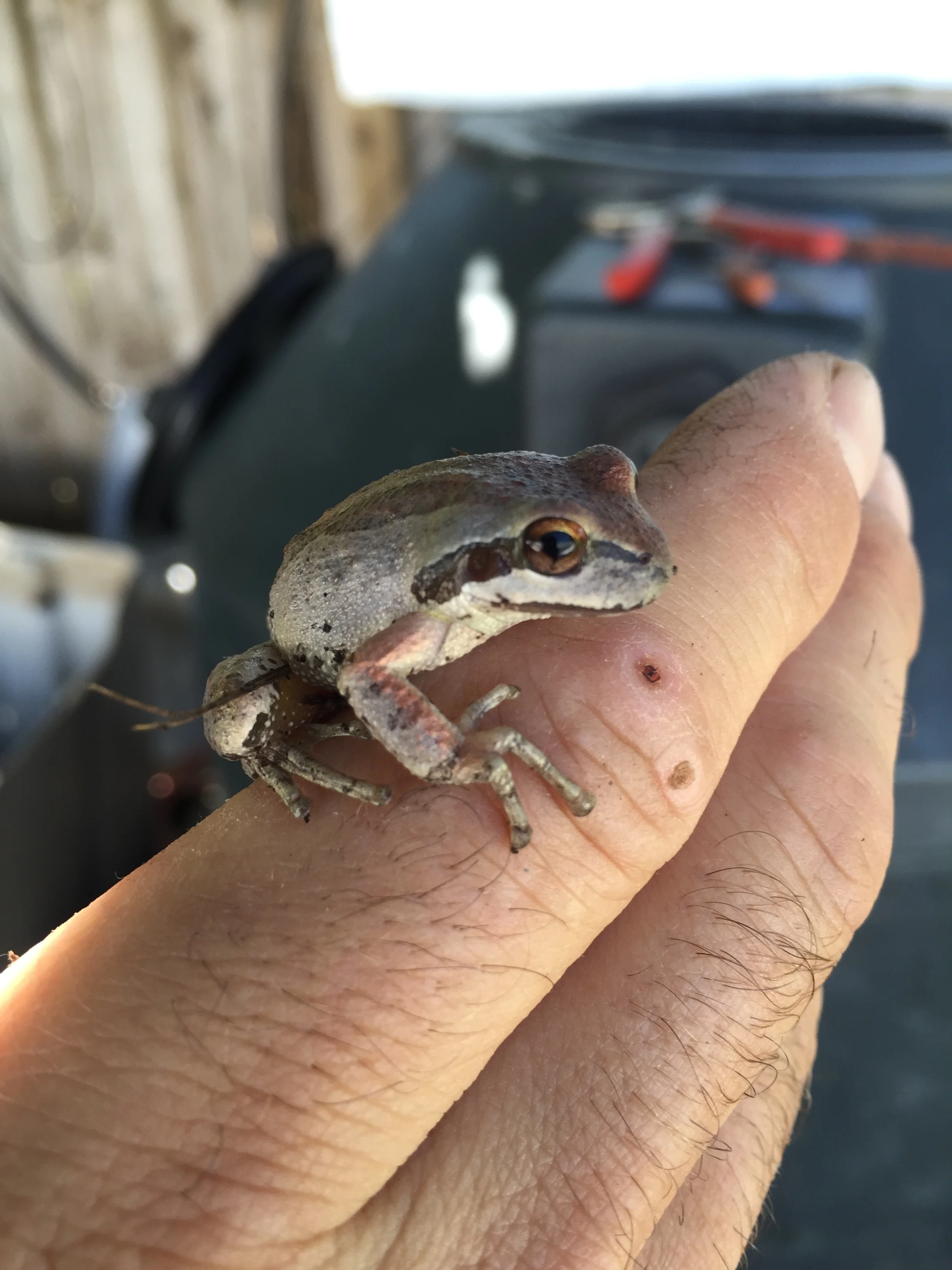 Frog Friendly Cannabis is Pesticide Free