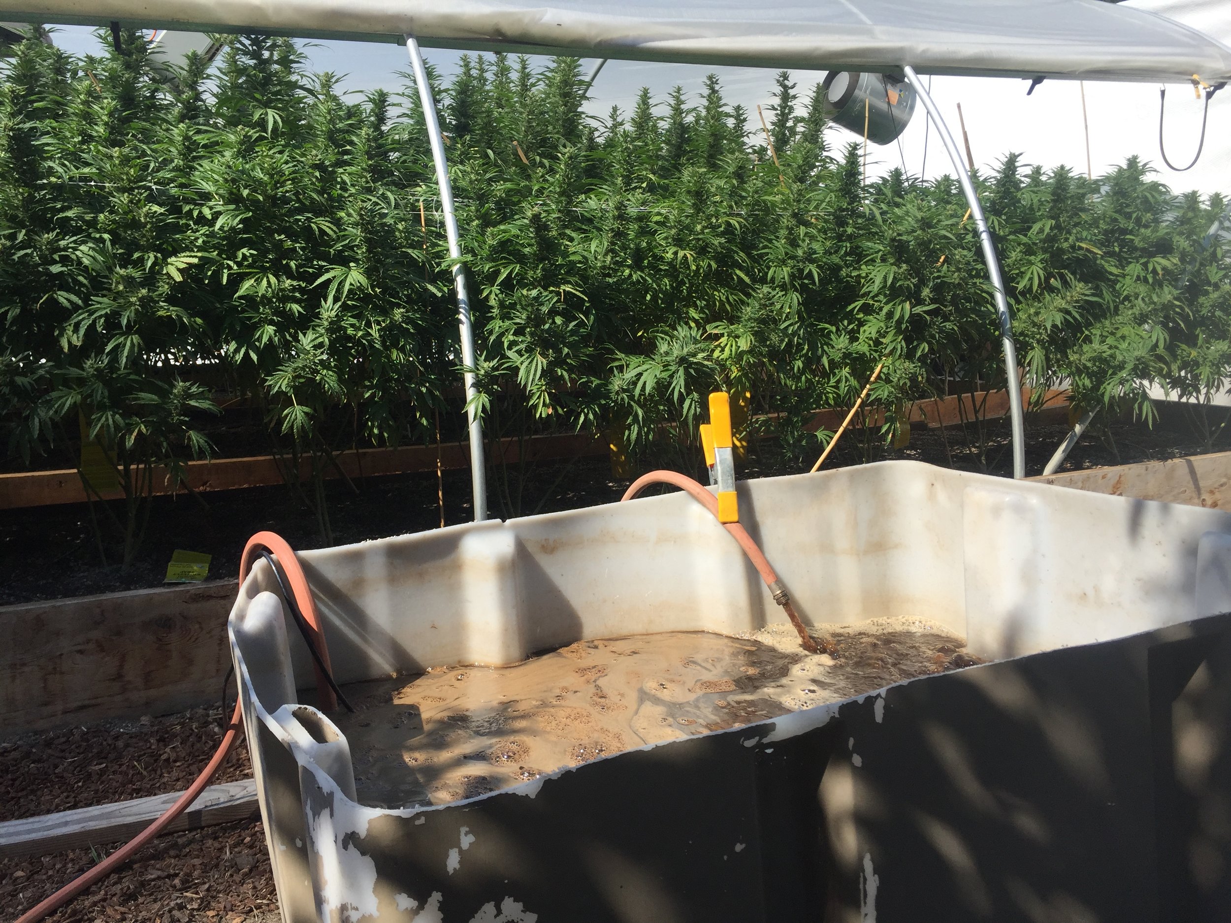 Not all compost teas foam