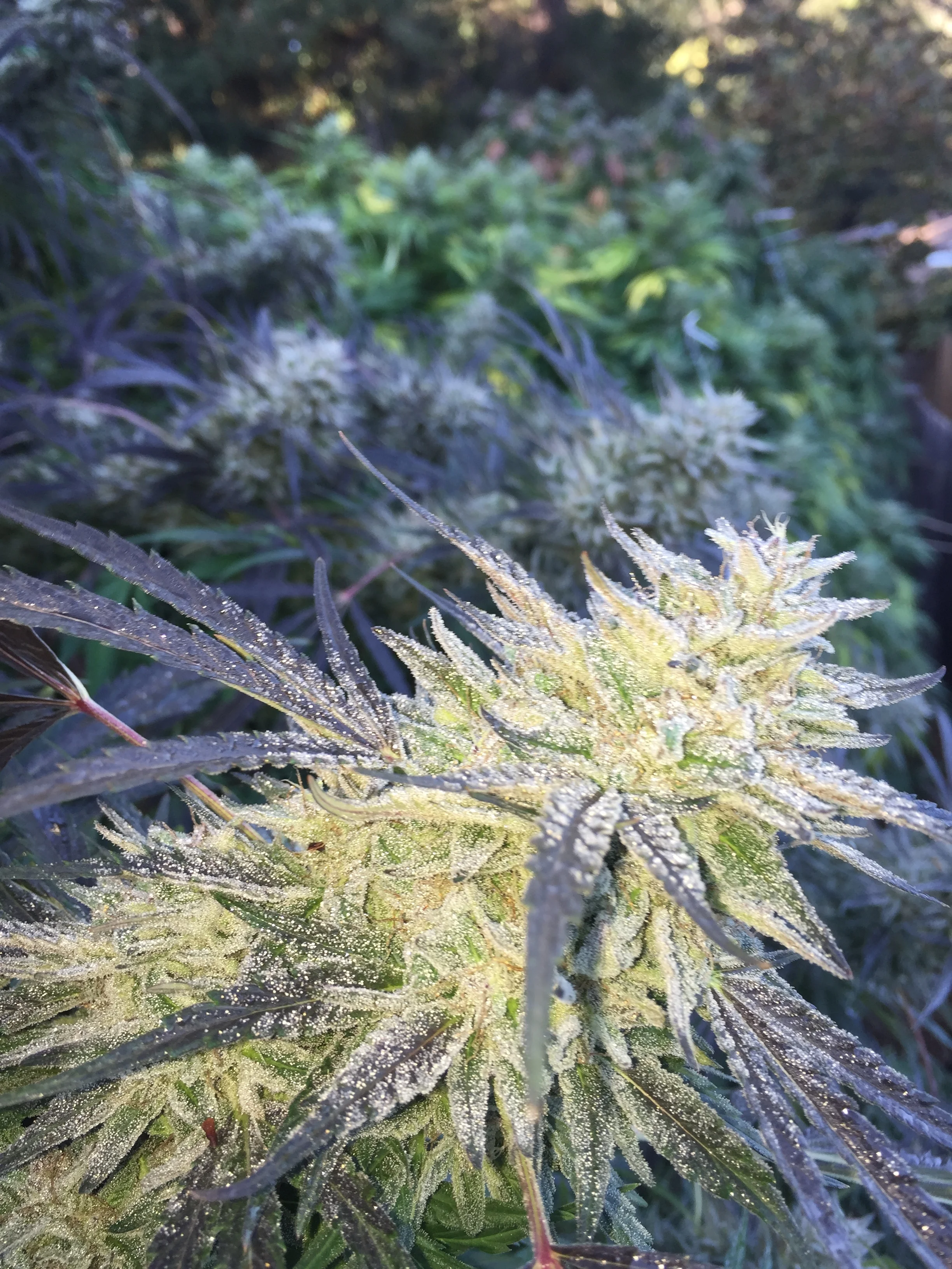 Blueberry cookies from Humboldt, grown using compost teas and organic amendments
