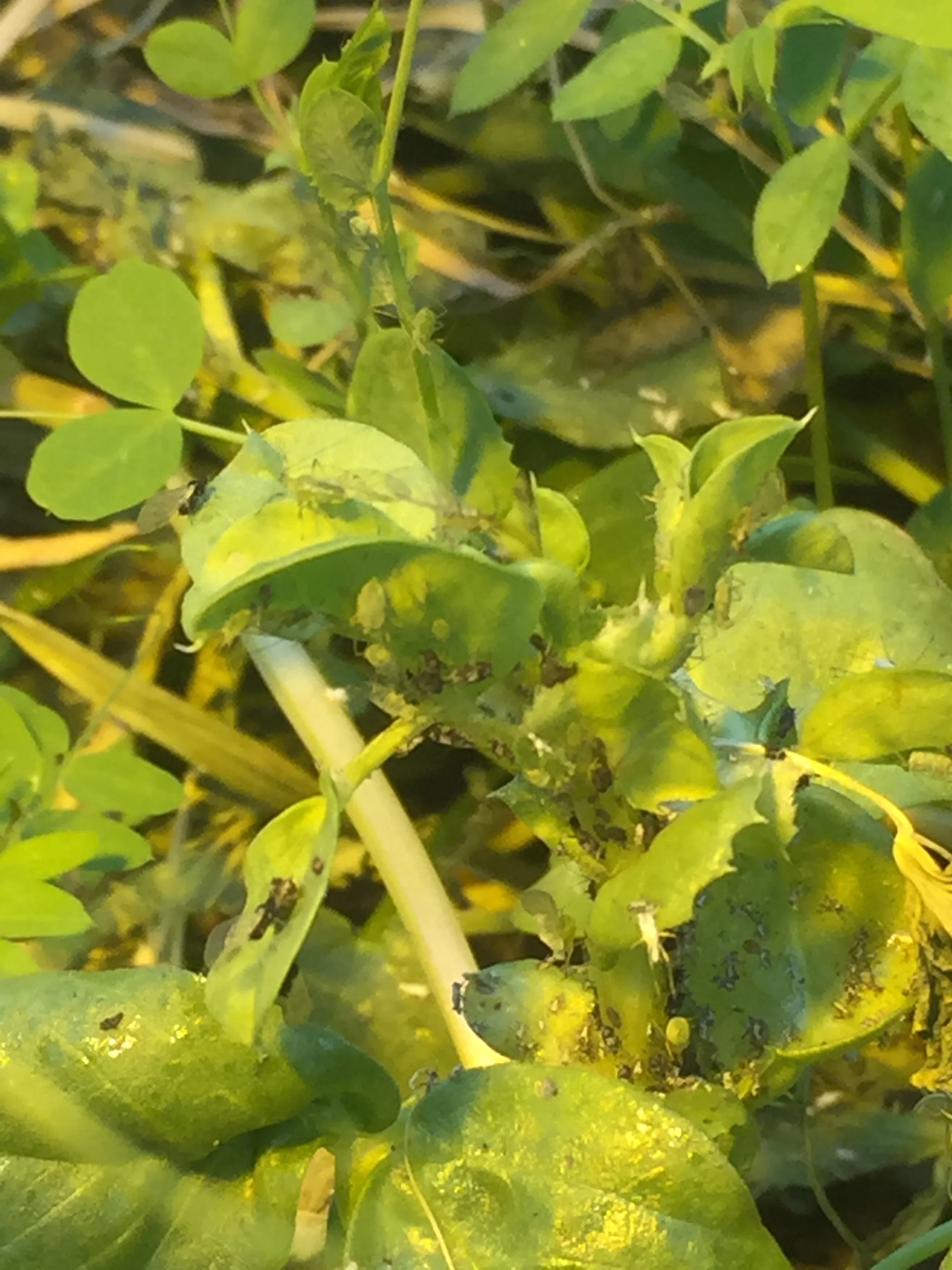 Clusters of aphids on the damped down peas along the ground.
