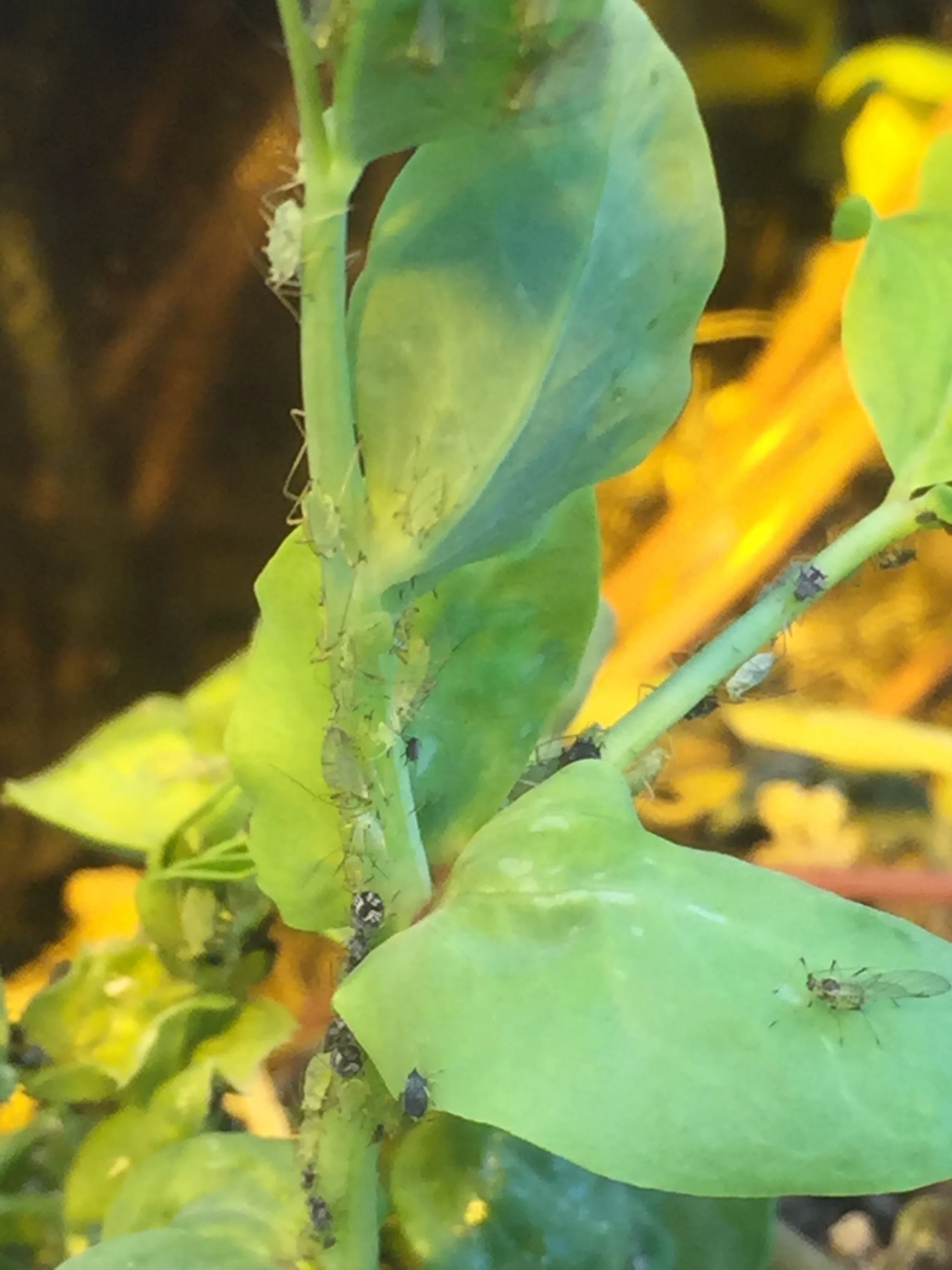Aphid clusters appeared on the peas as well, leaving the cannabis plants alone.