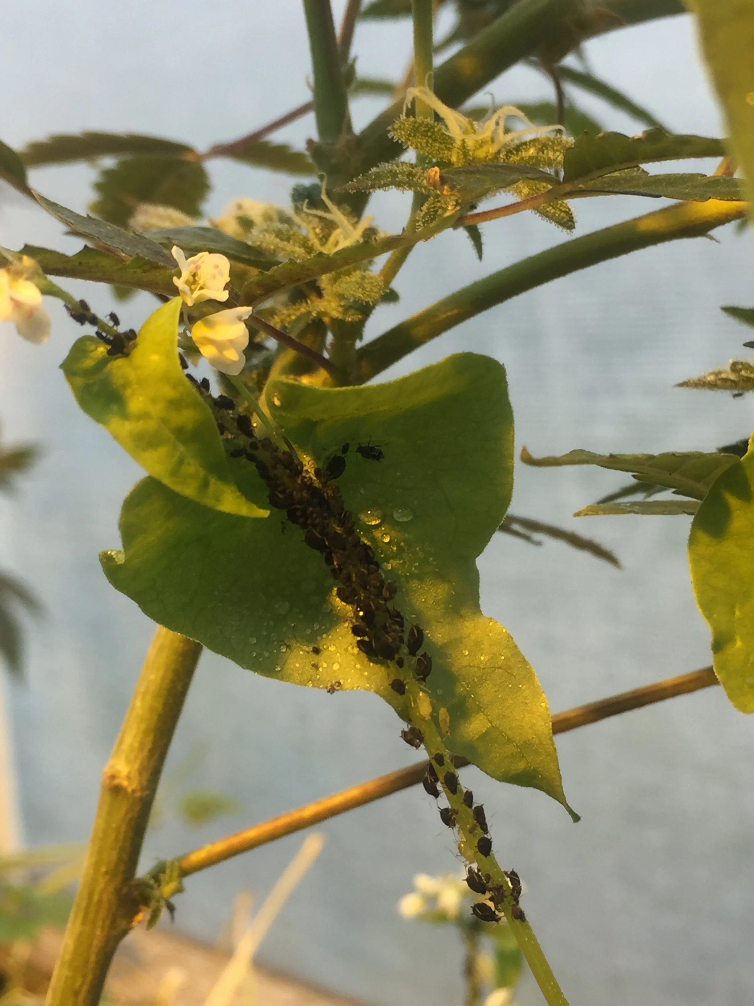 Closeup of the aphids clustered on the buckwheat.
