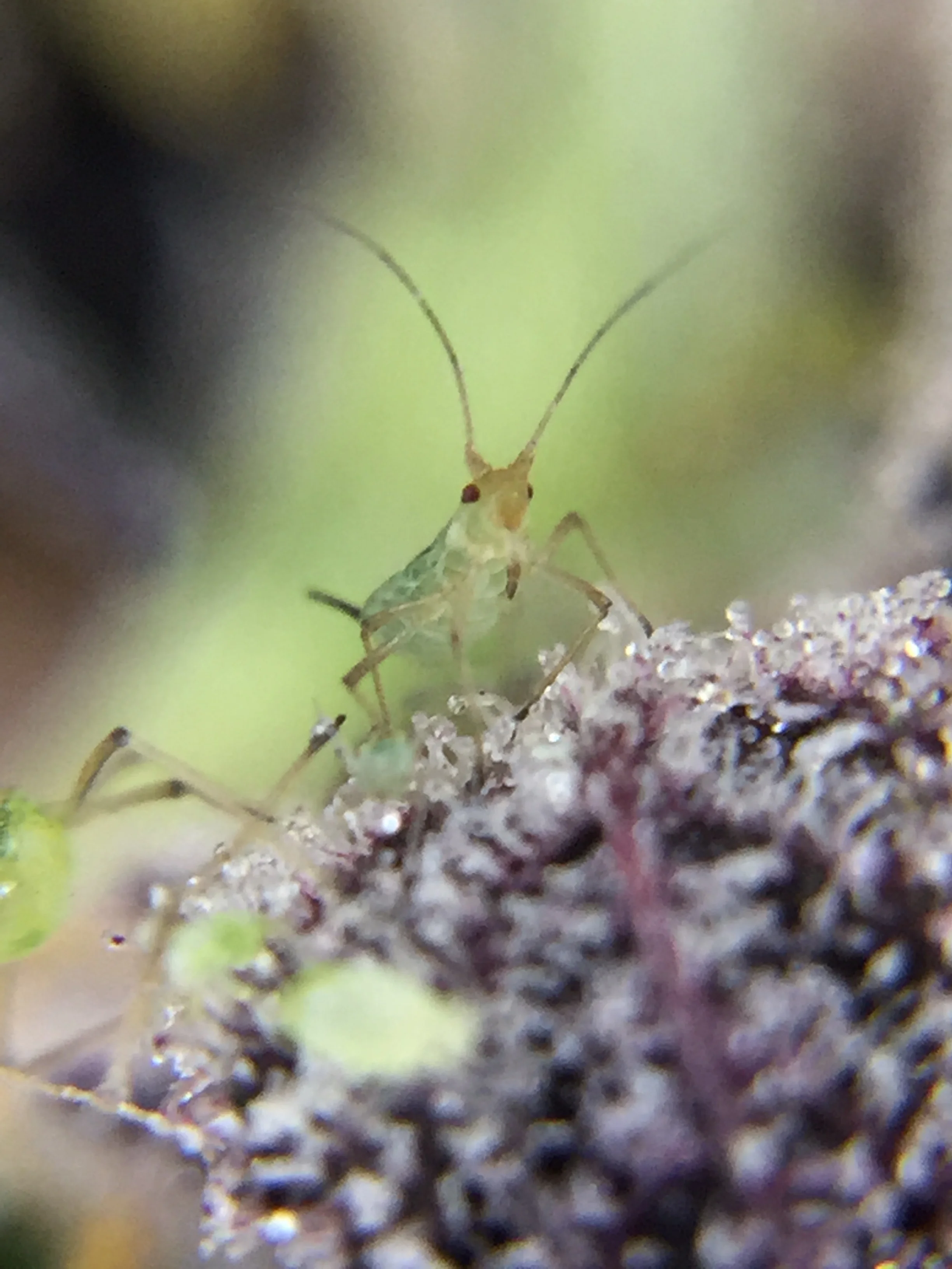 Closeup of an aphid on lower flower post harvest.
