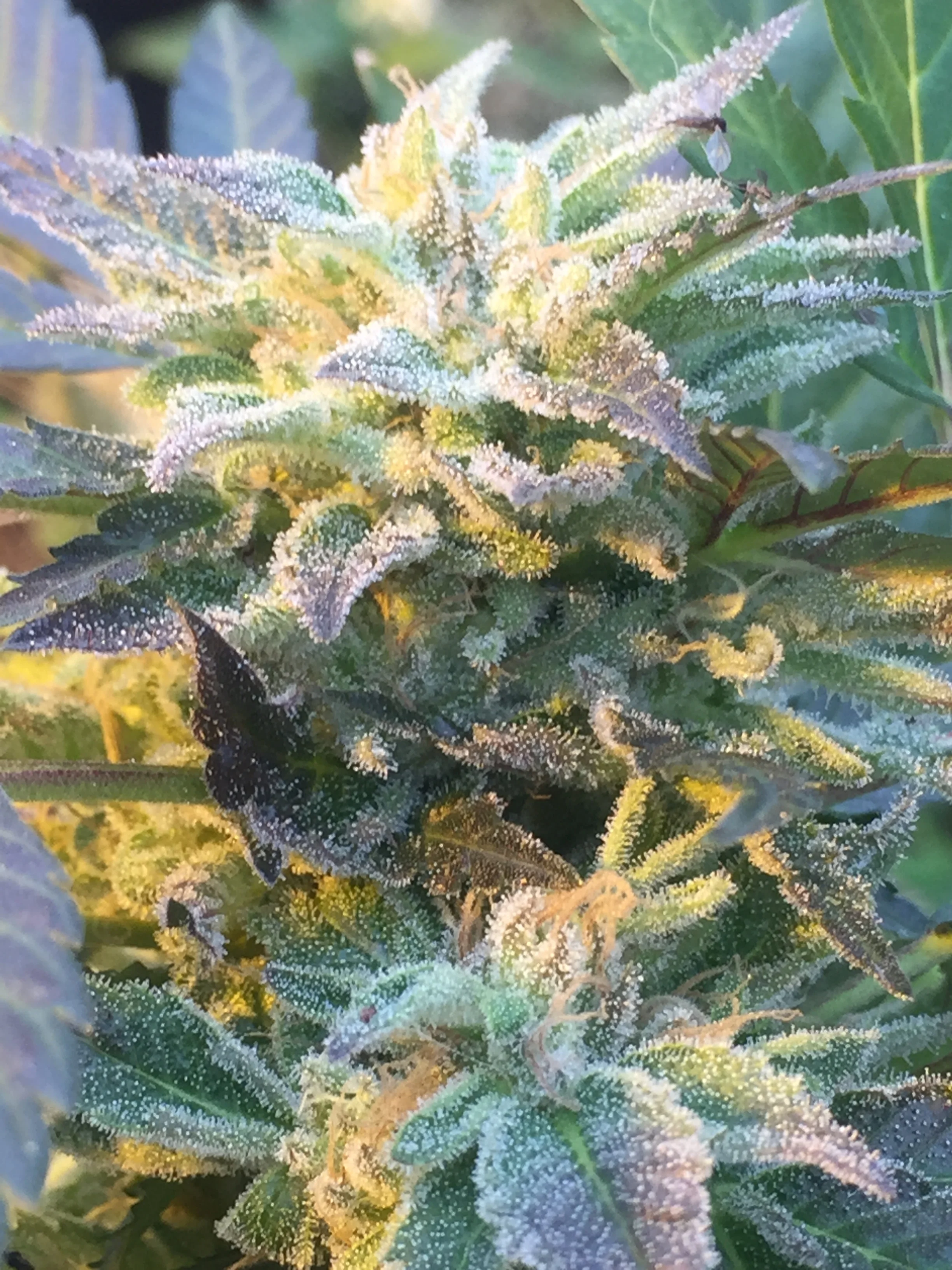 You can see a couple aphids in the upper right corner of this lower flower of blue zkittlez.