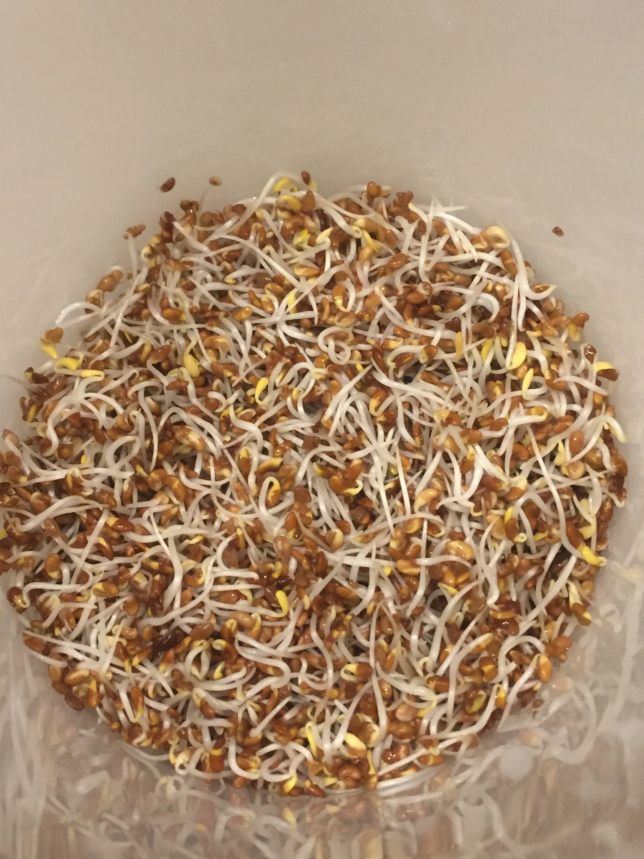 Alfalfa Sprouts are high in triacontanol